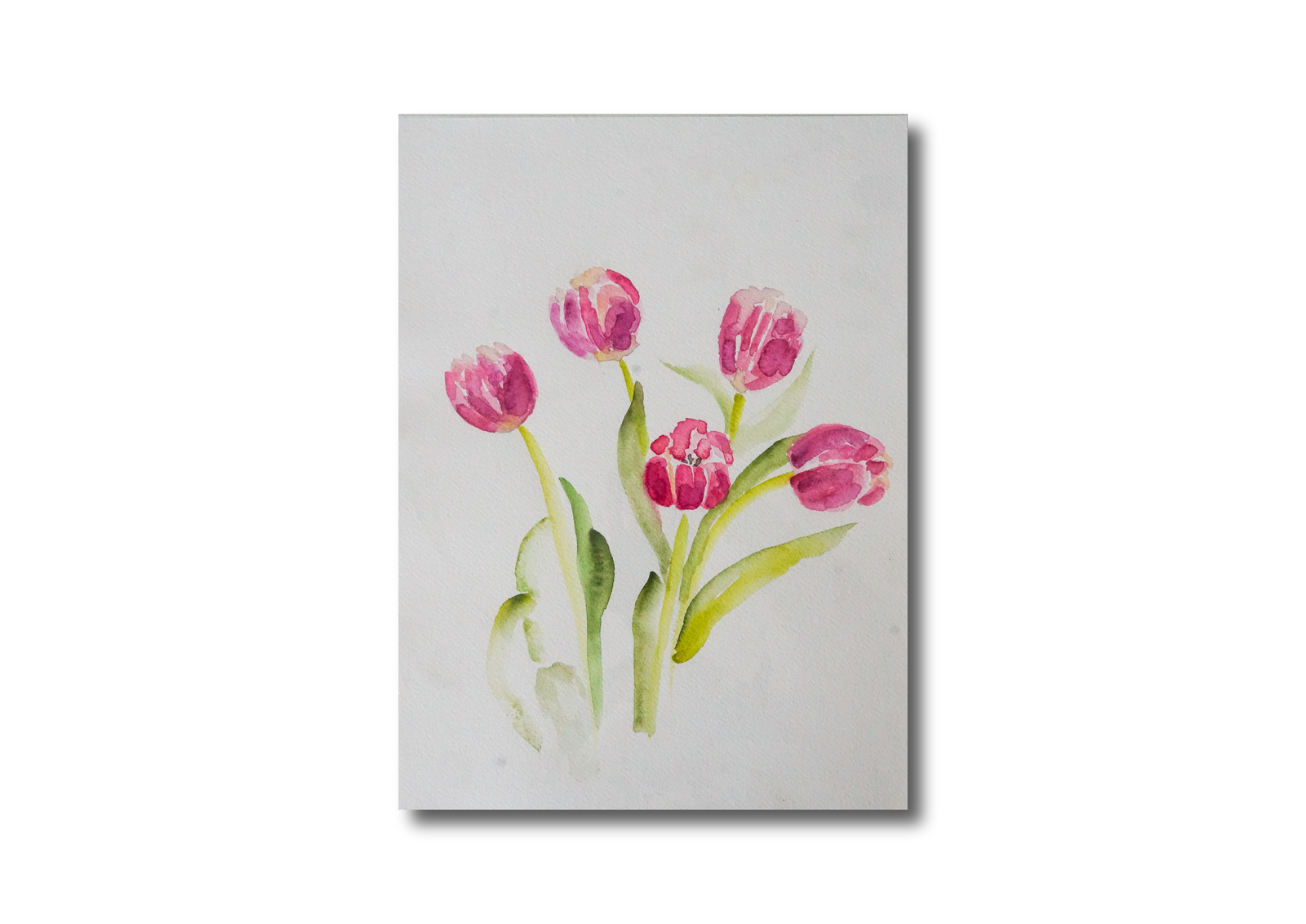 Pink Tulips Watercolor