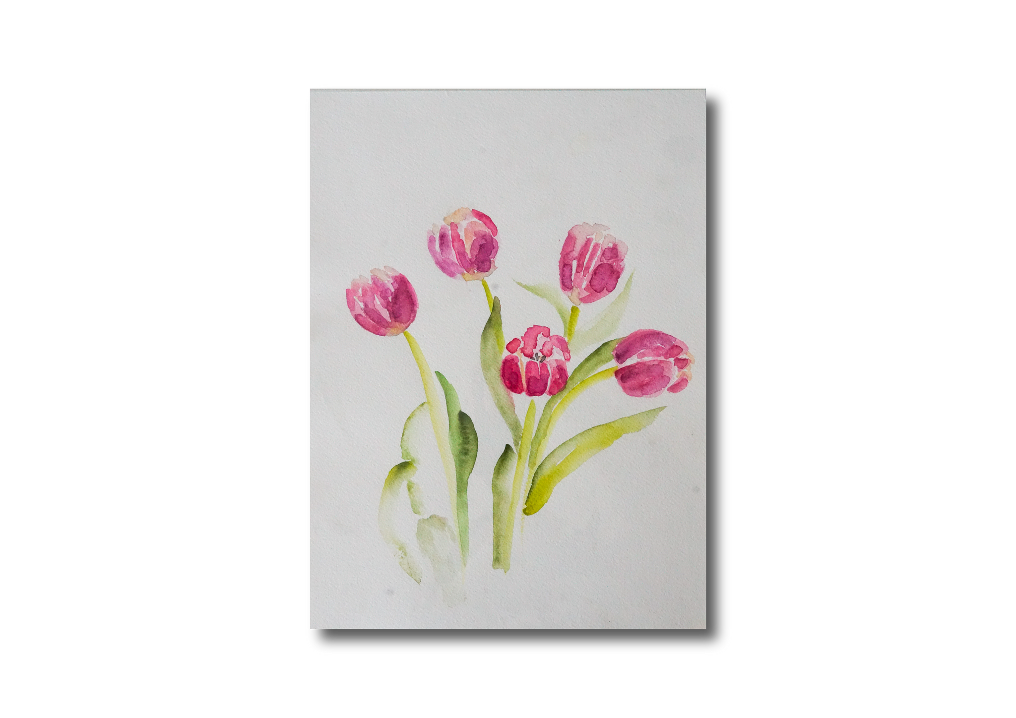 Pink Tulips Watercolor